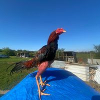 coq.79
