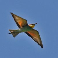 πρωτότυπος ήχος