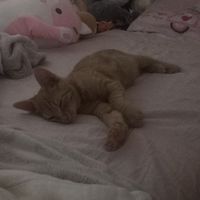 la_sofi1252