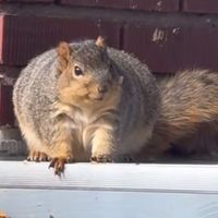 morbidly obese squirrel