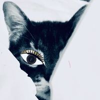 bixo_the_cat