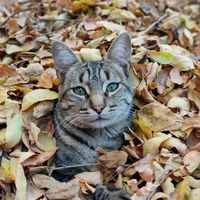 cat.loulou