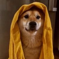 shibajedi