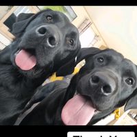 rocky_arnie_the_labrador