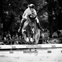 sporthorses.jumping
