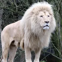 Ti je my babe by.fero_591