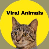 original sound - Viral animals KT