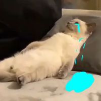 original sound -  ̇𐃷 ̇