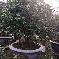 nhạc nền - Truyen Mix 🎼♪♬