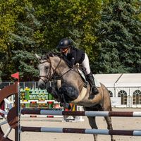 i._horses