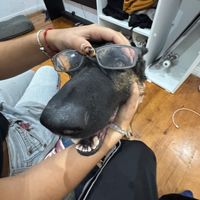 nimrodtoledo_