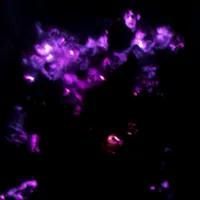 BIG DAWGS slowed and reverbed