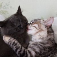 ilovemygirlfriend4ver