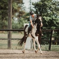 dc__horses