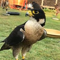 medhawk.hunter