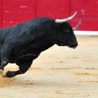 toros.impactototal