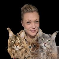 hugo_and_nemo_mainecoons