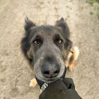 stormithebluegsd