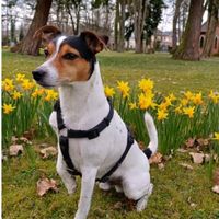 jack_russell24