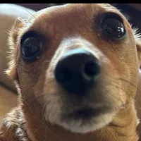 original sound - erminiafavaiannel