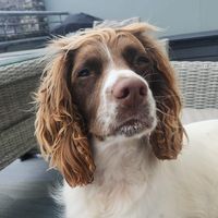 pollythespringer1