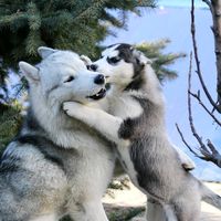 claudia_husky4