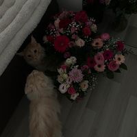 leonitaabyt