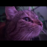 cute_luchsy