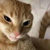 original sound - well_said_100