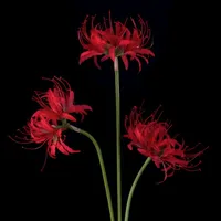 original sound - numb_face