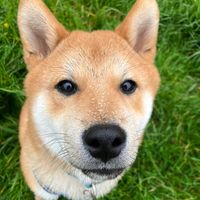 teddytheshibainu2