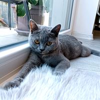 angeehavlikova