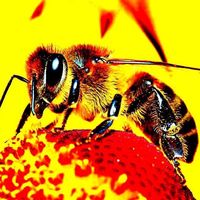 πρωτότυπος ήχος