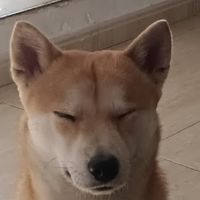 saly.shiba