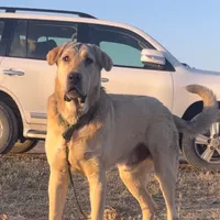 original sound - shera_swr1