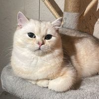simbacat.bianco