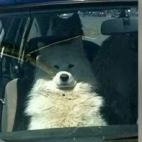 kukiandpookie