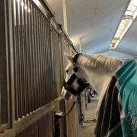 lieblingsschimmeldidi