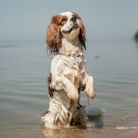 оригинальный звук