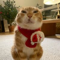 christmas_cd_2025