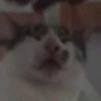 ma.la.gata