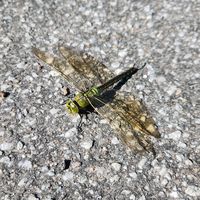 original sound - BetteBjarne