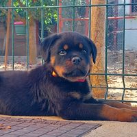 paco.rott