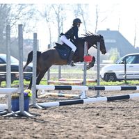 horse_by_shania