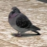 polly_2016