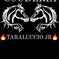 team.taraluccio