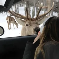 original sound - christmaxdreaam