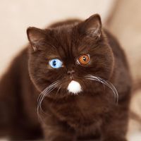 jayas_cats