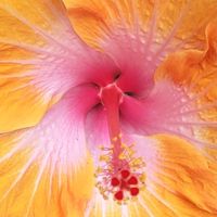 Meet me in pale moonlight Lana