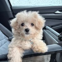 bambithemaltipoo0